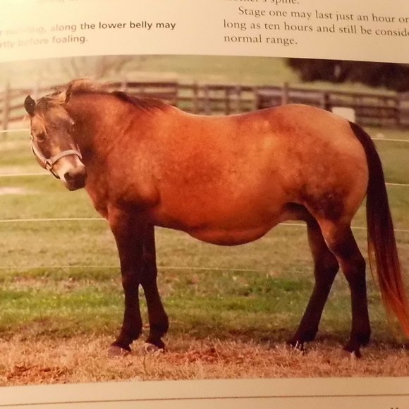 The Foaling Primer - Caring for Mare & Foal - Picture 3 of 5